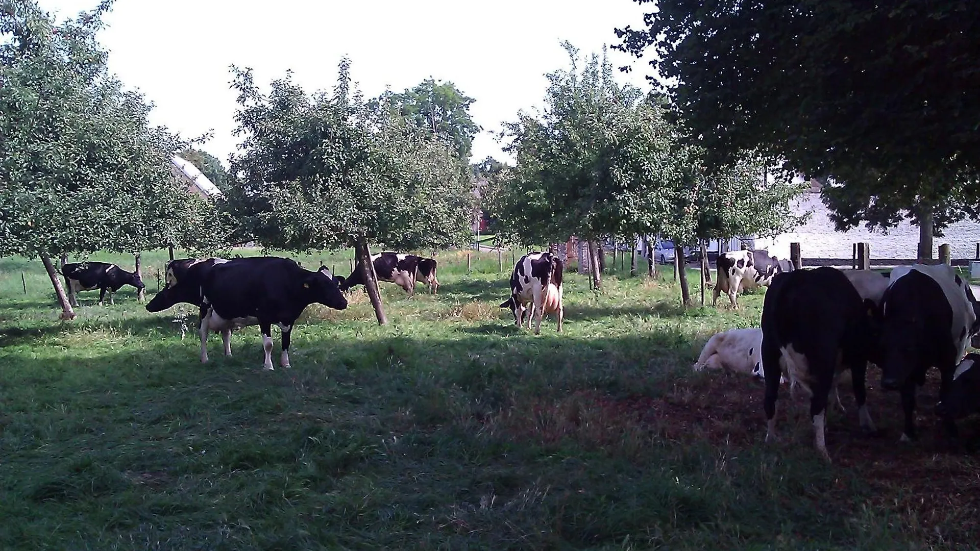 La Vache Contente Maastricht 0*,  Netherlands